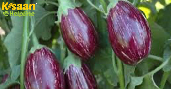 ओडिशा के गंजम जिले में COVID -19 के बीच बैंगन किसानों के नुकसान के कारण